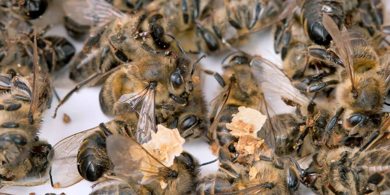 Warum sterben die Bienen? 5 Ursachen, Folgen & Lösungen einfach erklärt
