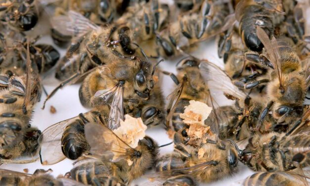 Warum sterben die Bienen? 5 Ursachen, Folgen & Lösungen einfach erklärt