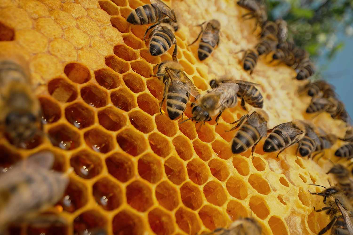 bienen-sterben-folgen