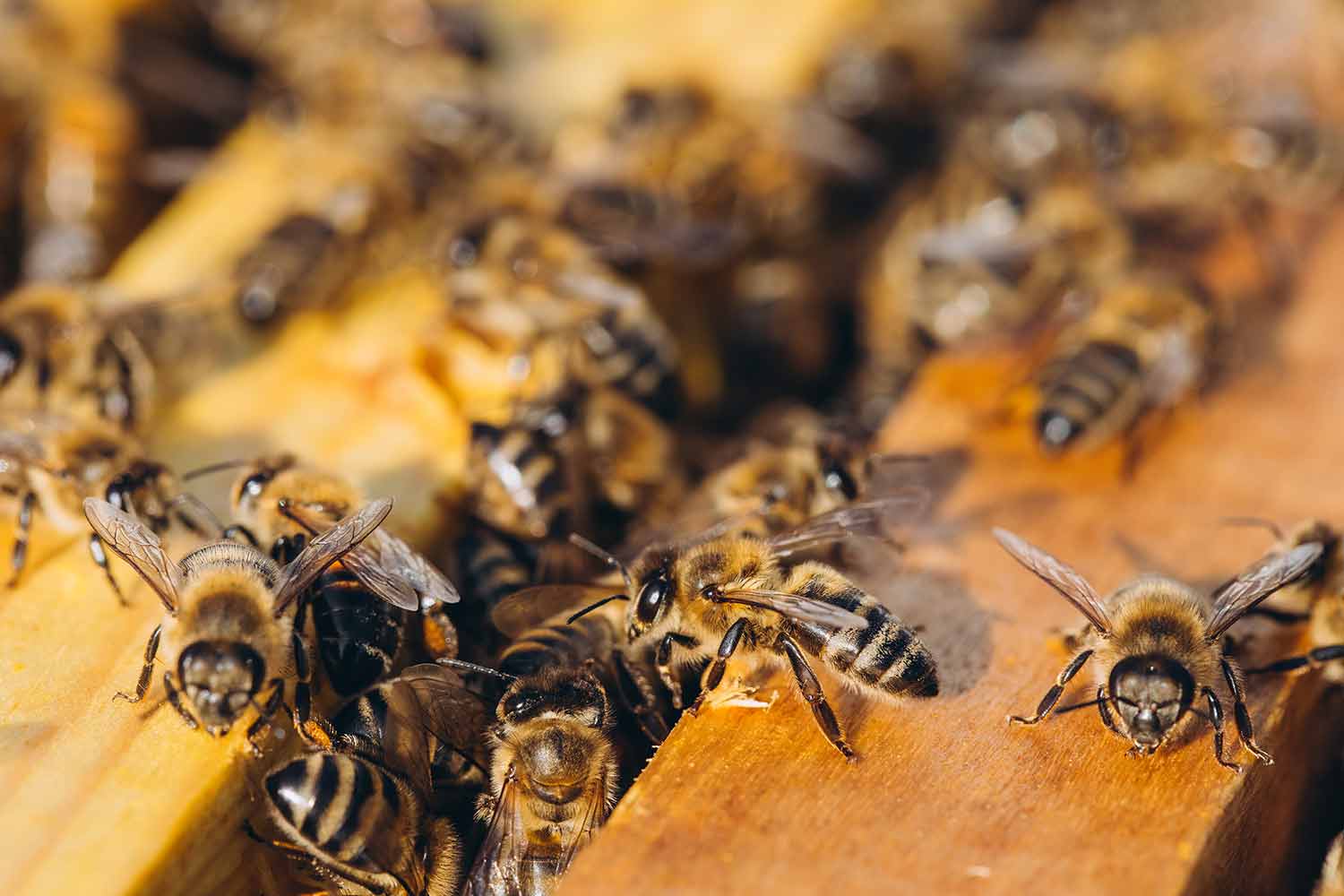 bienensterben-ursachen