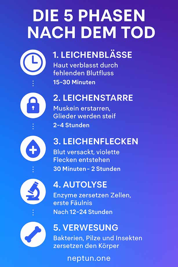 die-5-phasen-nach-dem-tod-infografik Typische Mangelerscheinungen durch Eisenmangel