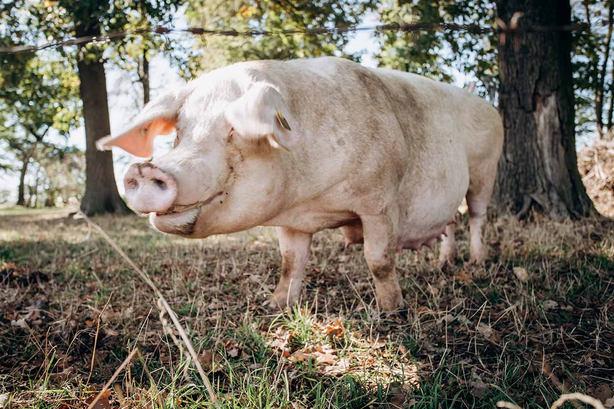 die-schlausten-tiere-der-welt Typische Mangelerscheinungen durch Eisenmangel