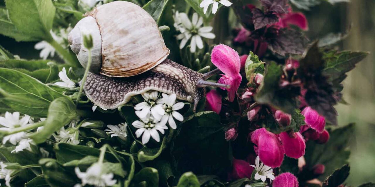Schnecken vertreiben im Garten? Die besten natürlichen Lösungen ohne Gift