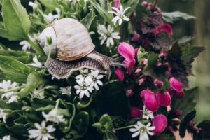 Schnecke mit Minihut in Gartenpflanzen – humorvolles Symbolbild zum Thema Schnecken im Garten