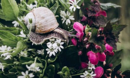 Schnecken vertreiben im Garten? Die besten natürlichen Lösungen ohne Gift