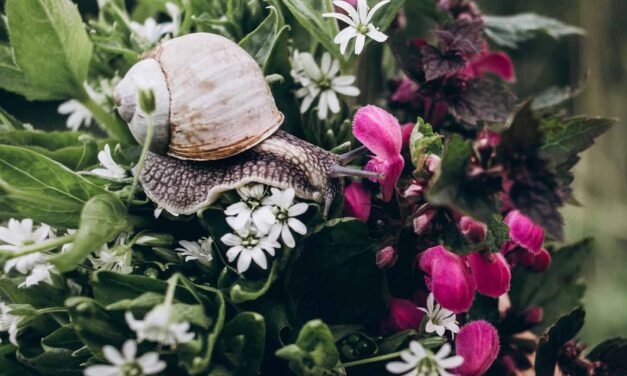 Schnecken vertreiben im Garten? Die besten natürlichen Lösungen ohne Gift