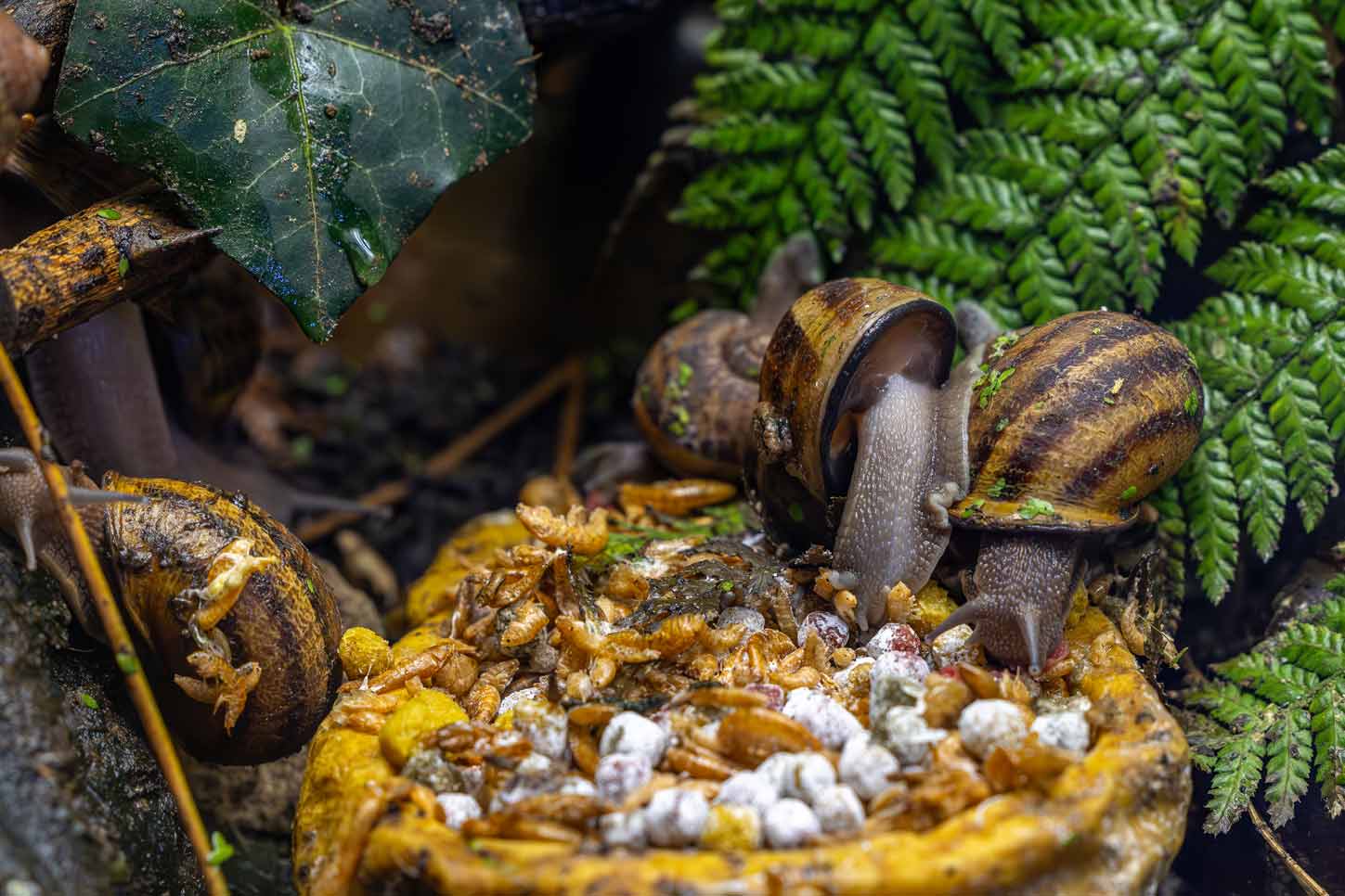 schnecken-natuerlich-vertreiben