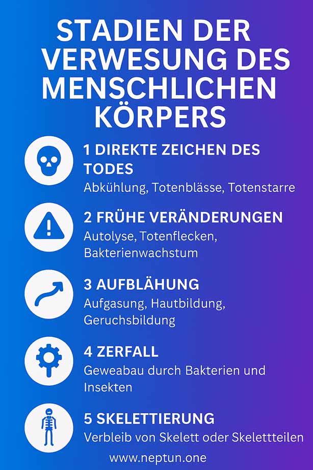 stadien-der-verwesung-des-menschlichen-körpers-infografik Typische Mangelerscheinungen durch Eisenmangel