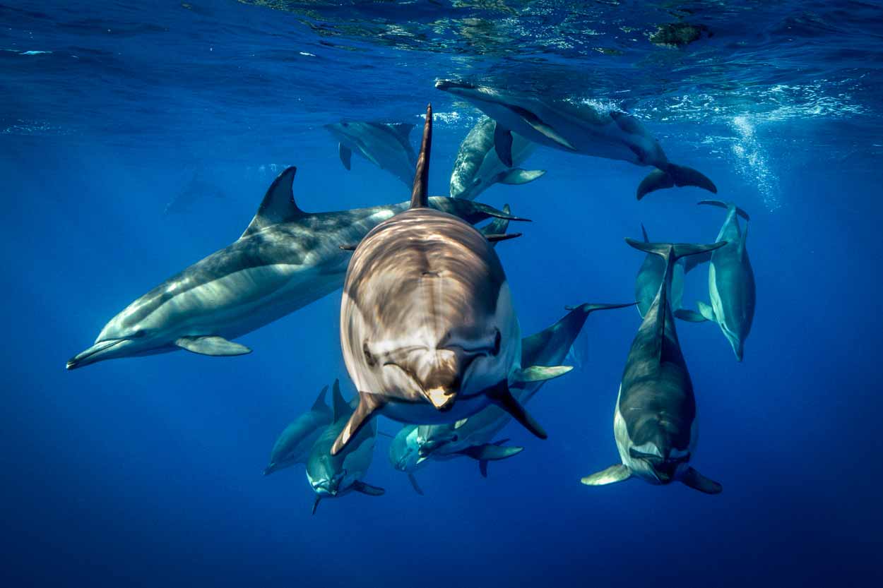 was-sind-die-intelligentesten-tiere-der-welt Typische Mangelerscheinungen durch Eisenmangel