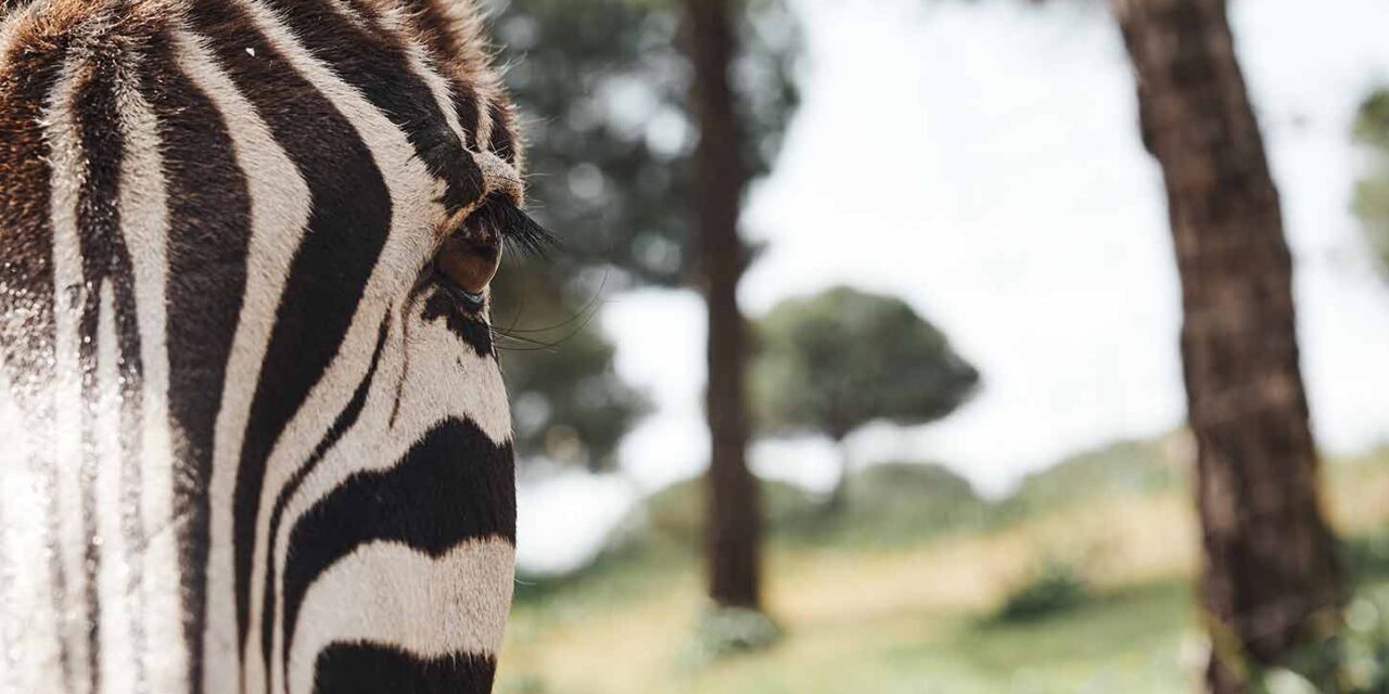 Warum haben Zebras Streifen: Evolution oder Tarnung? 5 Fakten