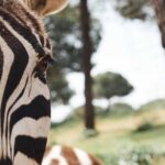 Warum haben Zebras Streifen: Evolution oder Tarnung? 5 Fakten