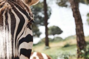 Nahaufnahme eines Zebras – Streifenmuster gut sichtbar