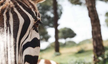 Warum haben Zebras Streifen: Evolution oder Tarnung? 5 Fakten