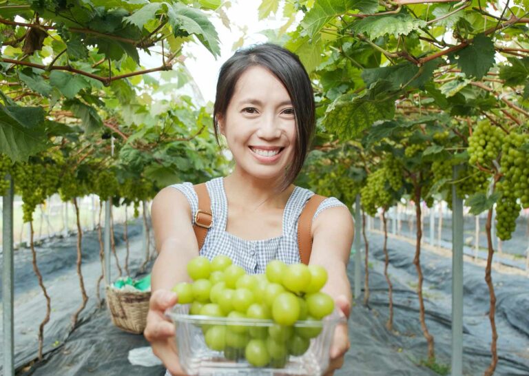 Wie wird Wein hergestellt? Der komplette Ablauf – einfach erklärt ...