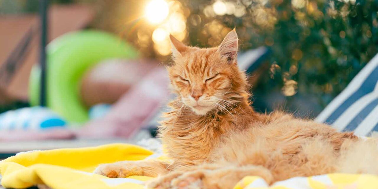 Hitzegefahr für Haustiere: So schützt du Hund & Katze im Sommer