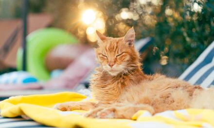 Hitzegefahr für Haustiere: So schützt du Hund & Katze im Sommer