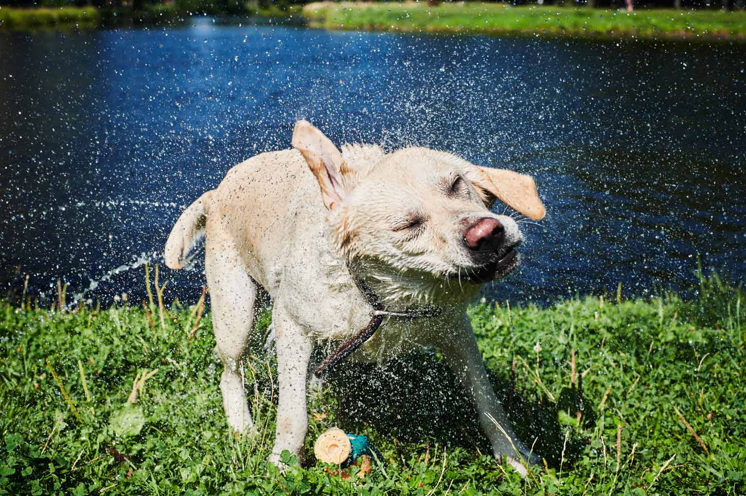 hunde-hitze-im-sommer-hitzschlag-hund-schützen