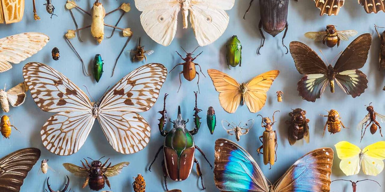 Insekten im Ökosystem: So wichtig sind Bienen, Wespen und Käfer für unsere Erde