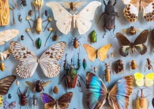 Insekten im Ökosystem