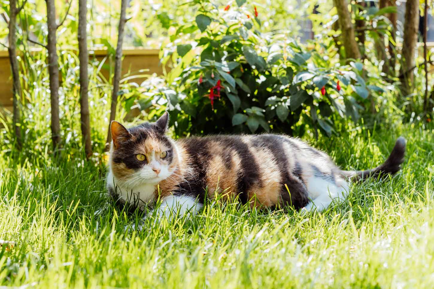 katze-hitze-im-sommer